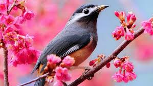 youtube achtergrondmuziek